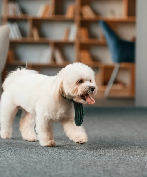 Best stain-resistant carpet for families with pets